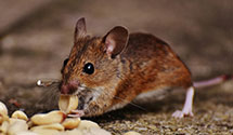 24 Hour & Emergency Exterminators in Bloomsbury, NJ